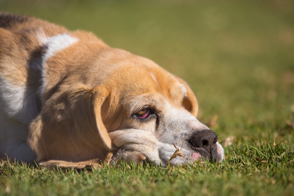 Image of a dog looking very drowsy and about to fall asleep