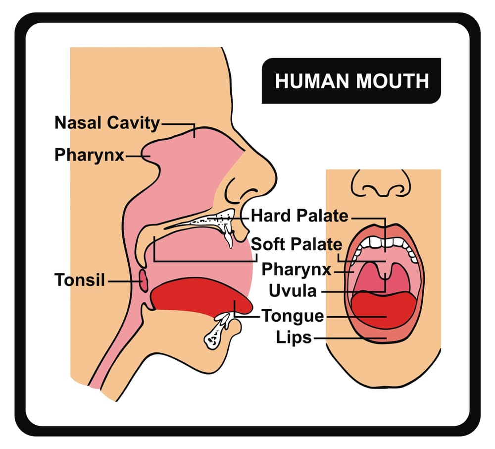 Anatomy of the human mouth showing the hard/soft palate, pharynx, uvula, tongue, lips, tonsils, nasal cavity.
