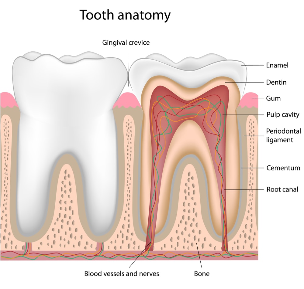 External and internal tooth anatomy Sutton Place Dental Associates