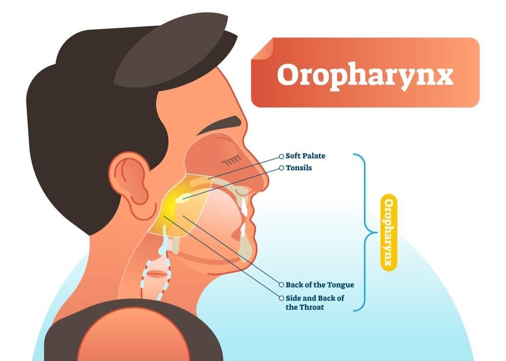 Oropharynx: image showing the soft palate, tonsils, back of the throat and tongue