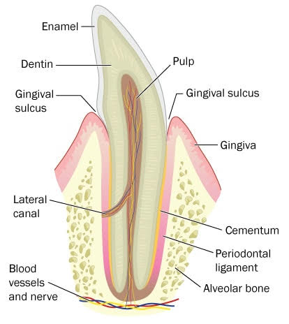 Periodontal Tissues