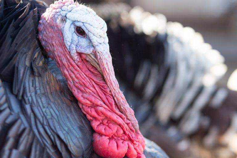 what does the turkey neck look like