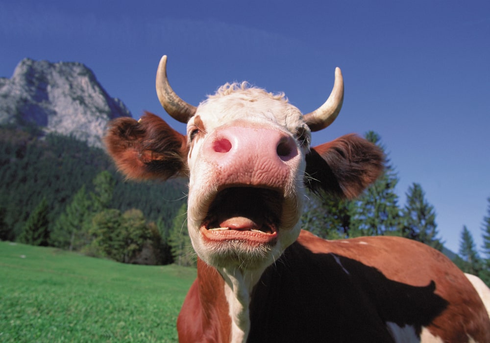 Cow yawning in the meadows: probably suffering from sleep apnea!