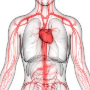Human circulatory system anatomy