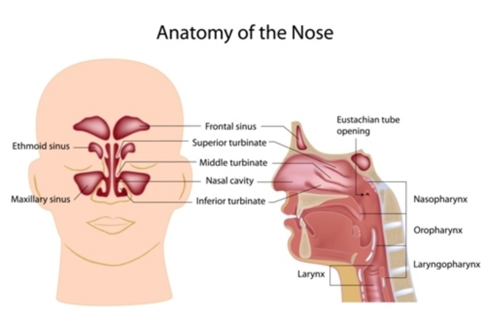 Anatomy of the nose and upper respiratory system, with nasopharynx, oropharynx and laryngopharynx.