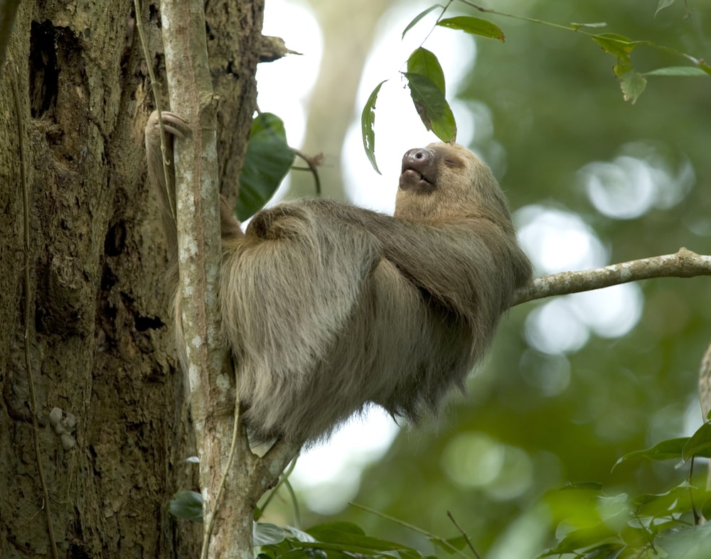 This sleeping sloth does not seem to be in a hurry