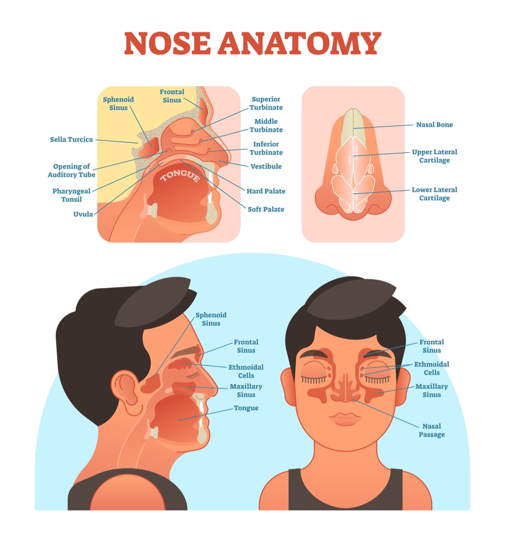 Image showing nasal cavity, mouth, sinuses and nose cartilage