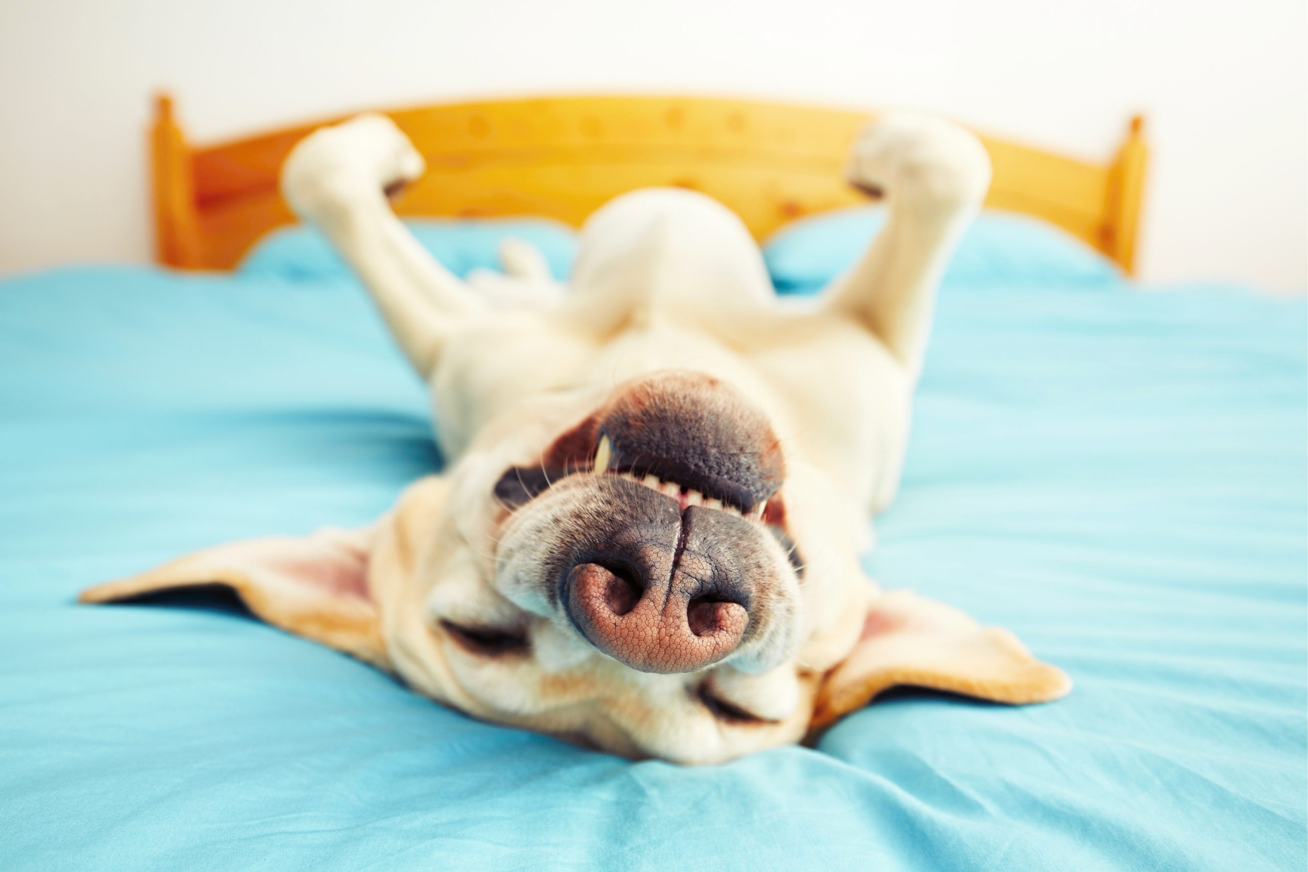 Photo of a dog getting a very restorative sleep